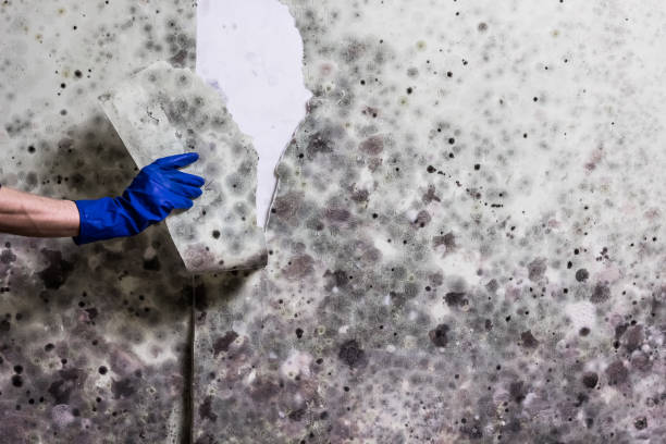 Best Attic Mold Remediation in Perry, LA