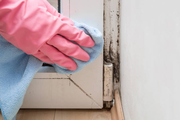 Best Emergency Mold Remediation in Perry, LA